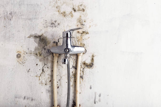Best Industrial Mold Remediation in Chincoteague, VA