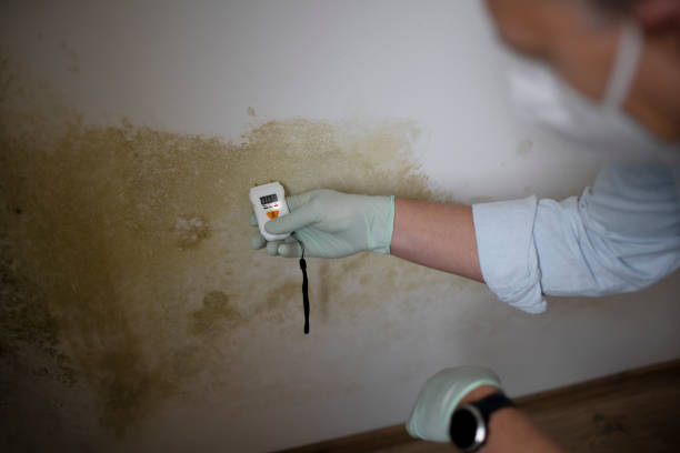 Best Crawl Space Mold Remediation in Chincoteague, VA
