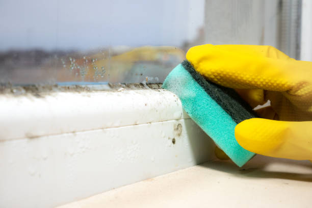 Best Post-Remediation Services in Chincoteague, VA