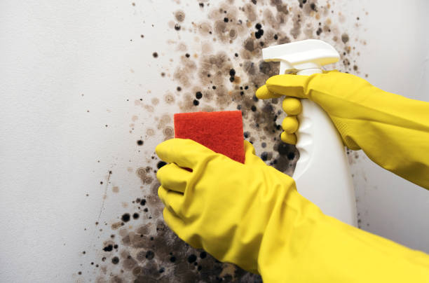 Best Insurance-Related Mold Remediation in Chincoteague, VA