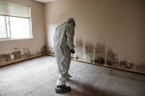 Best Mold Remediation for Schools in Chincoteague, VA